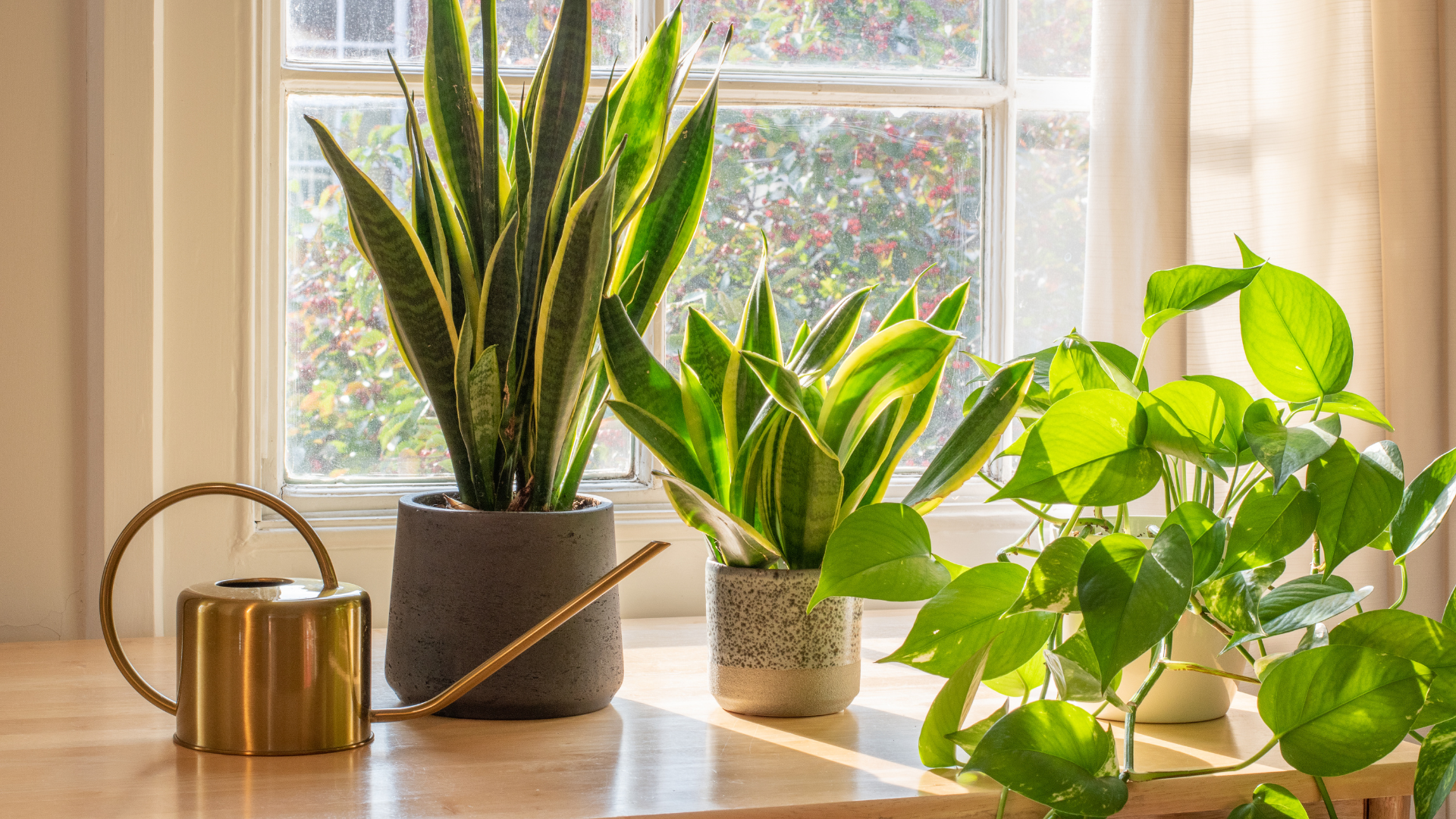 20 Houseplants That Actually Love Dry Winter Air (Plus A Bonus)