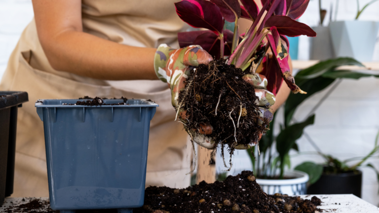 20 Ways To Identify And Treat Root Rot Before It Kills Your Plants