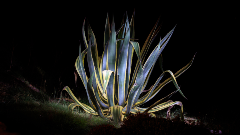 Unbelievable Plants That Can Survive In Complete Darkness (Plus Some That Tolerate Low Light)