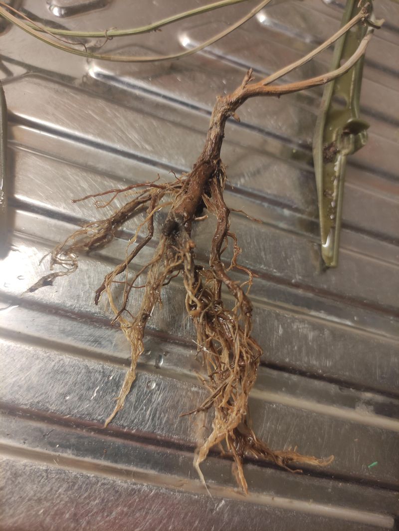 Root Rot Risks