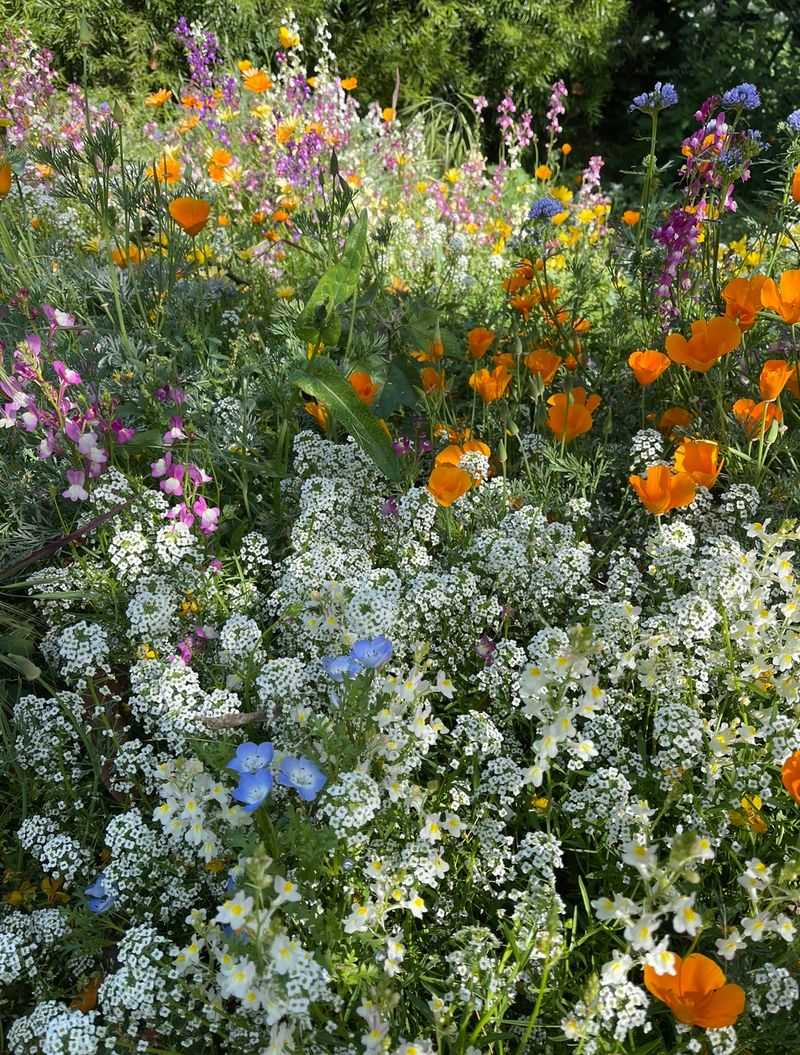 Create a Wildflower Garden