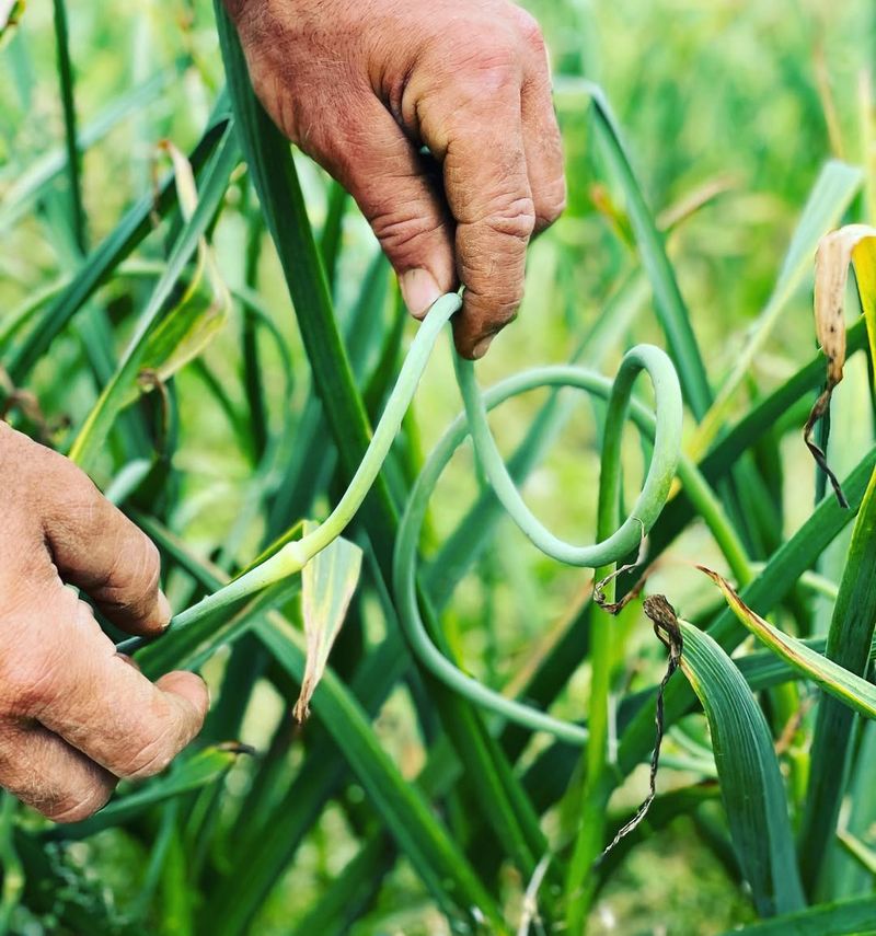 Remove Flower Stalks