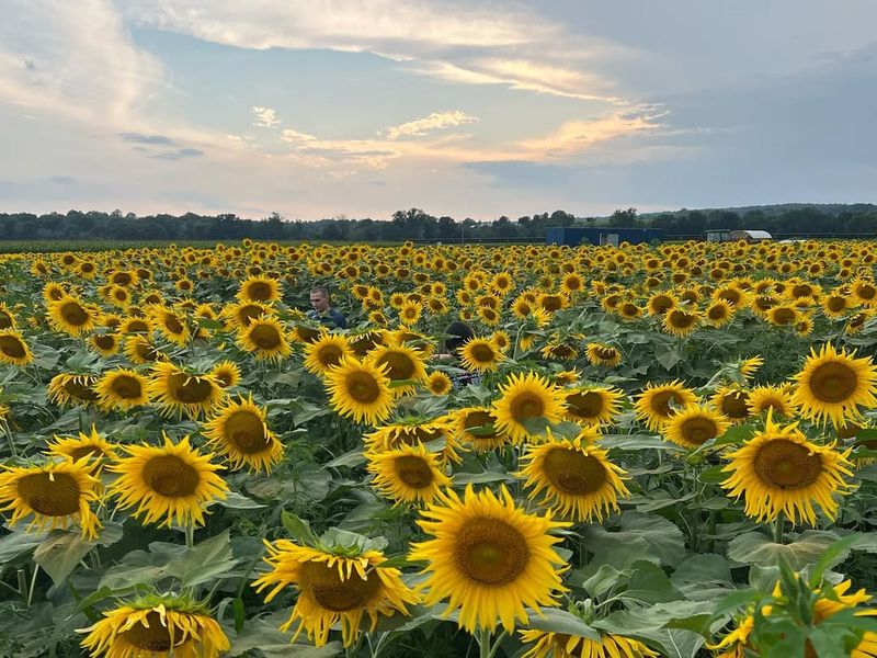 Plant Sunflowers