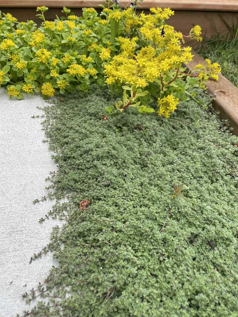 Plant Ground Cover