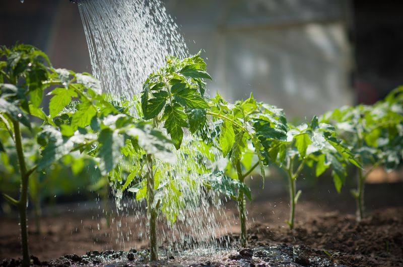 Avoid Overhead Watering