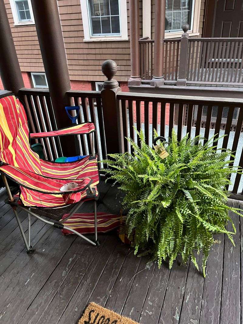 Protect Outdoor Ferns From Harsh Winds