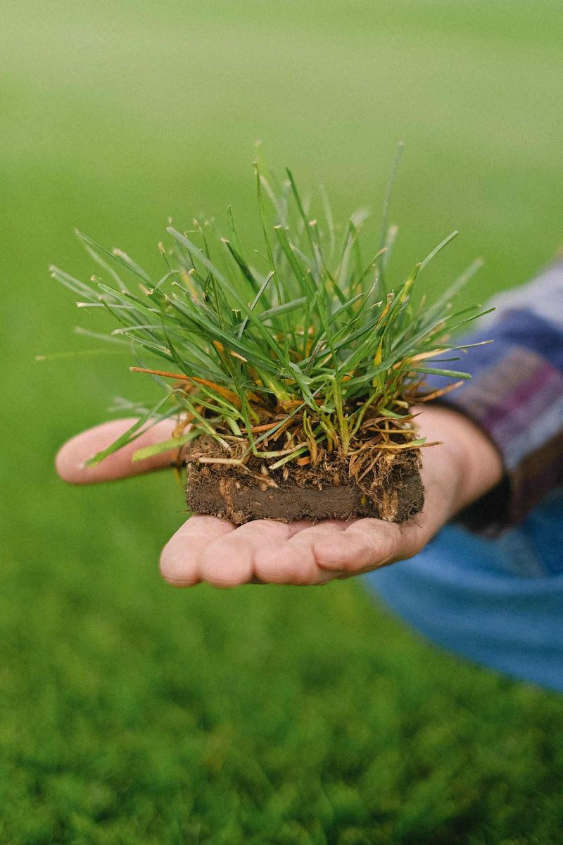 Be Patient—Grass Takes Time to Grow