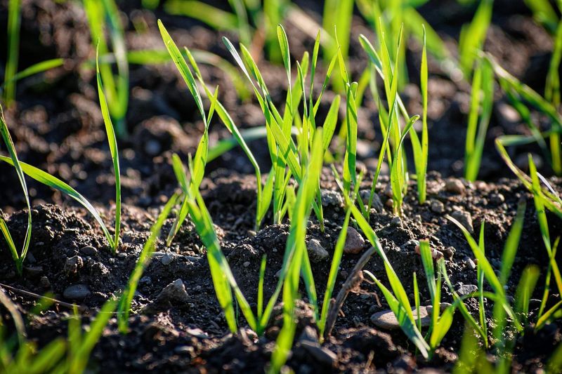 Choose a Grass Variety Suited for Shade if Necessary