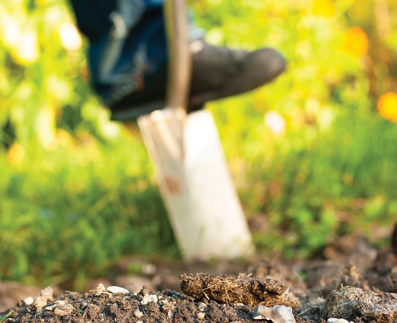 Remove Large Rocks or Debris Before Sowing