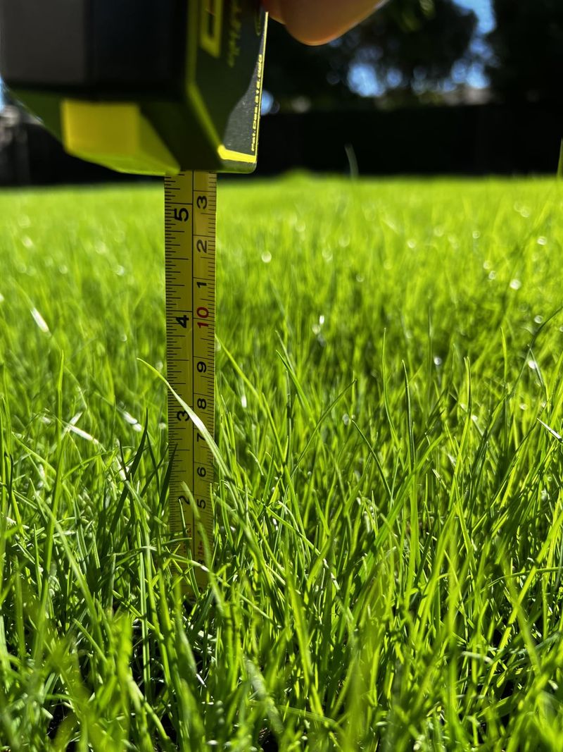 Mow Only When the Grass Reaches a Few Inches High