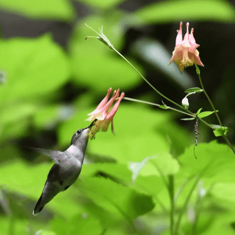 Plant wild columbine