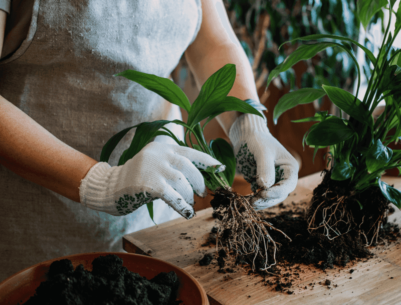 Repot your plants regularly for healthy roots