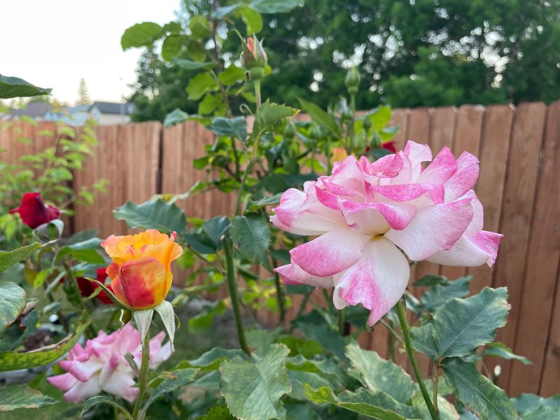 Keep weeds under control around roses