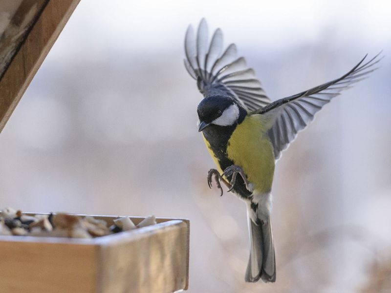 Feed birds early in the morning