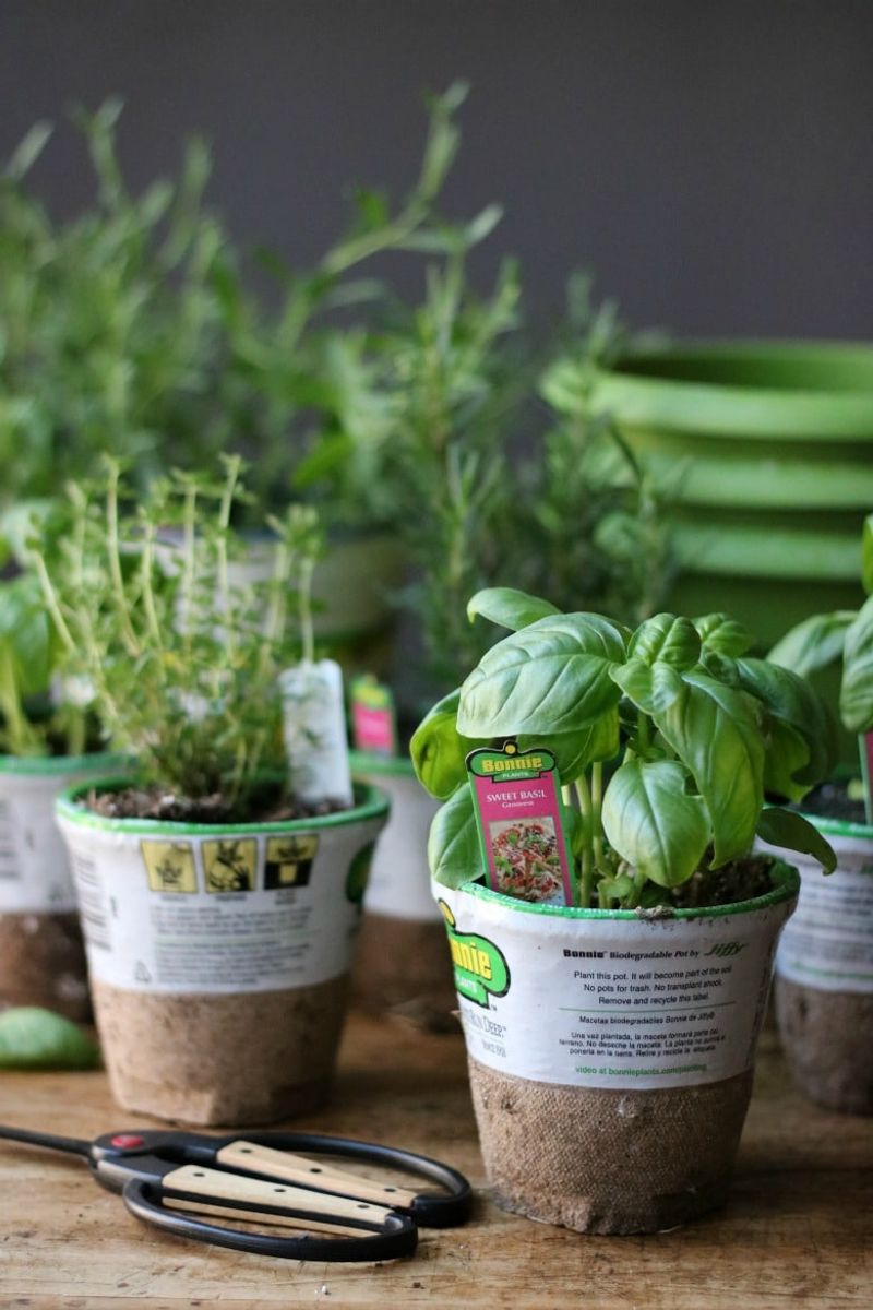 Grow herbs indoors in pots