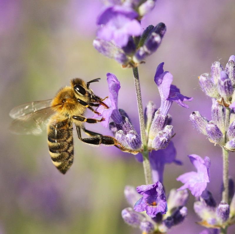 Plant pollinator-friendly flowers