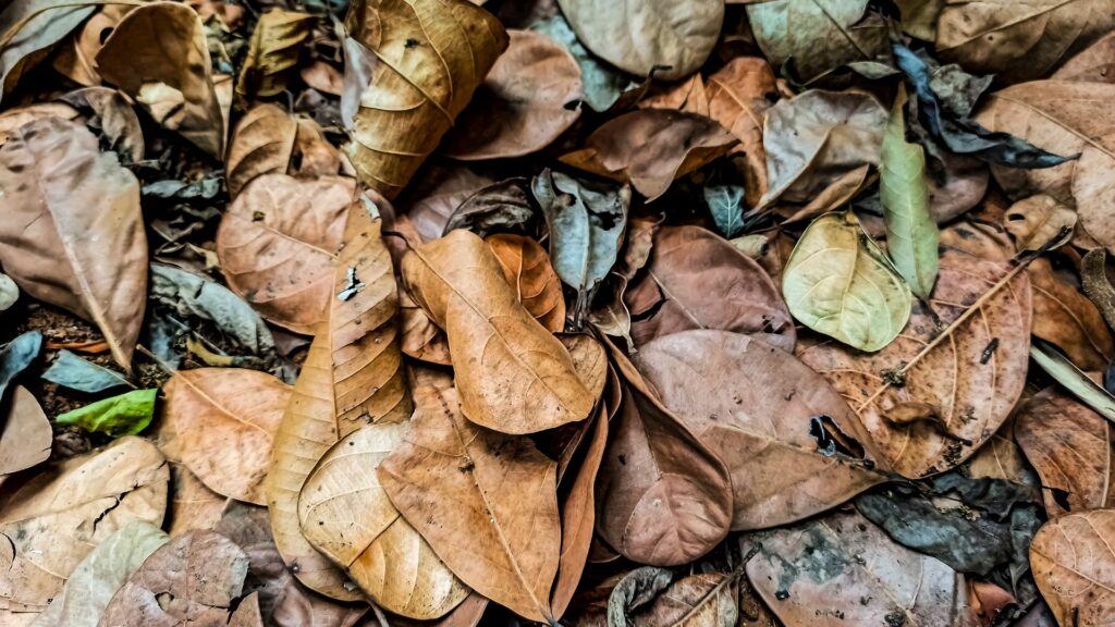 fallen leaves