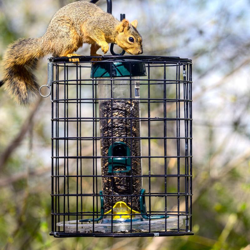 Employ a squirrel-proof cage around feeders