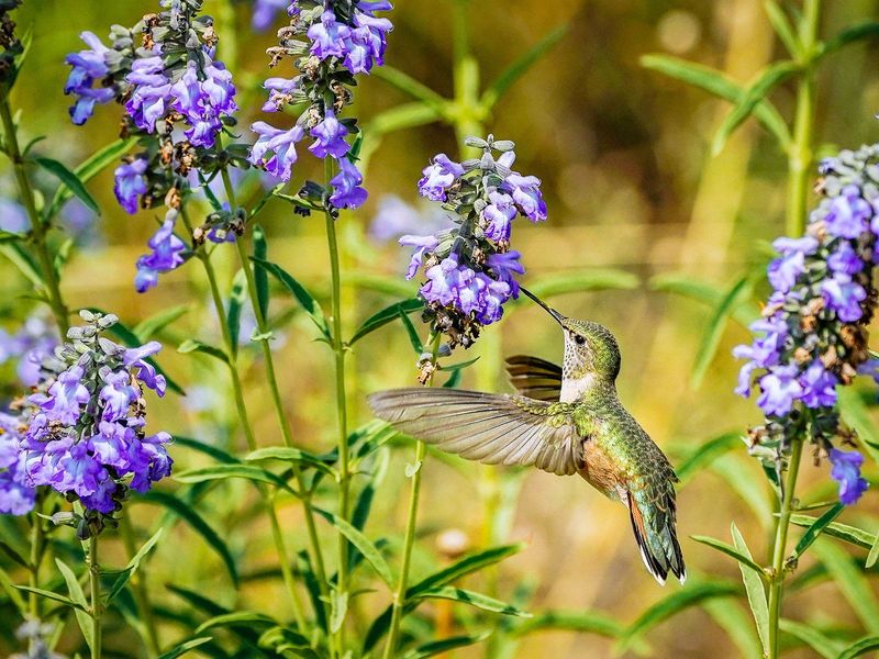 Incorporate flowering herbs