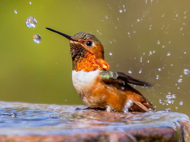 Create a water source with a simple birdbath