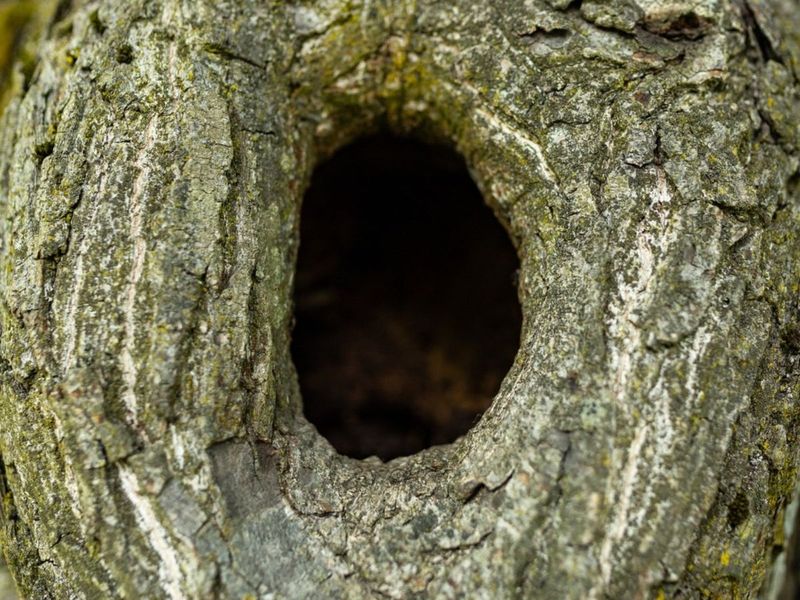 Seal gaps in tree trunks