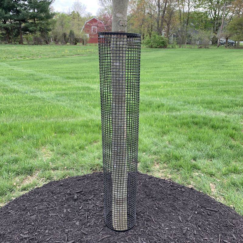 Install a mesh barrier around the base of trees