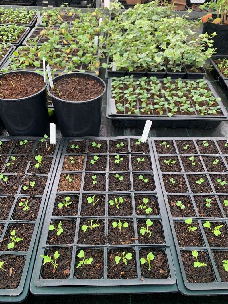 Choose quality seeds or seedlings