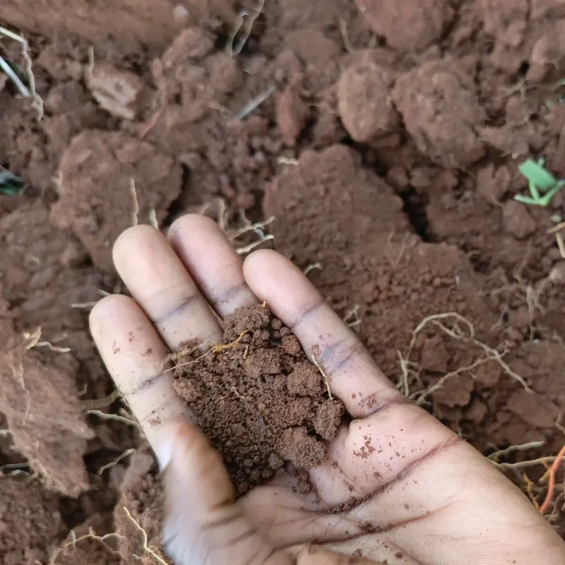 Skipping Soil Testing