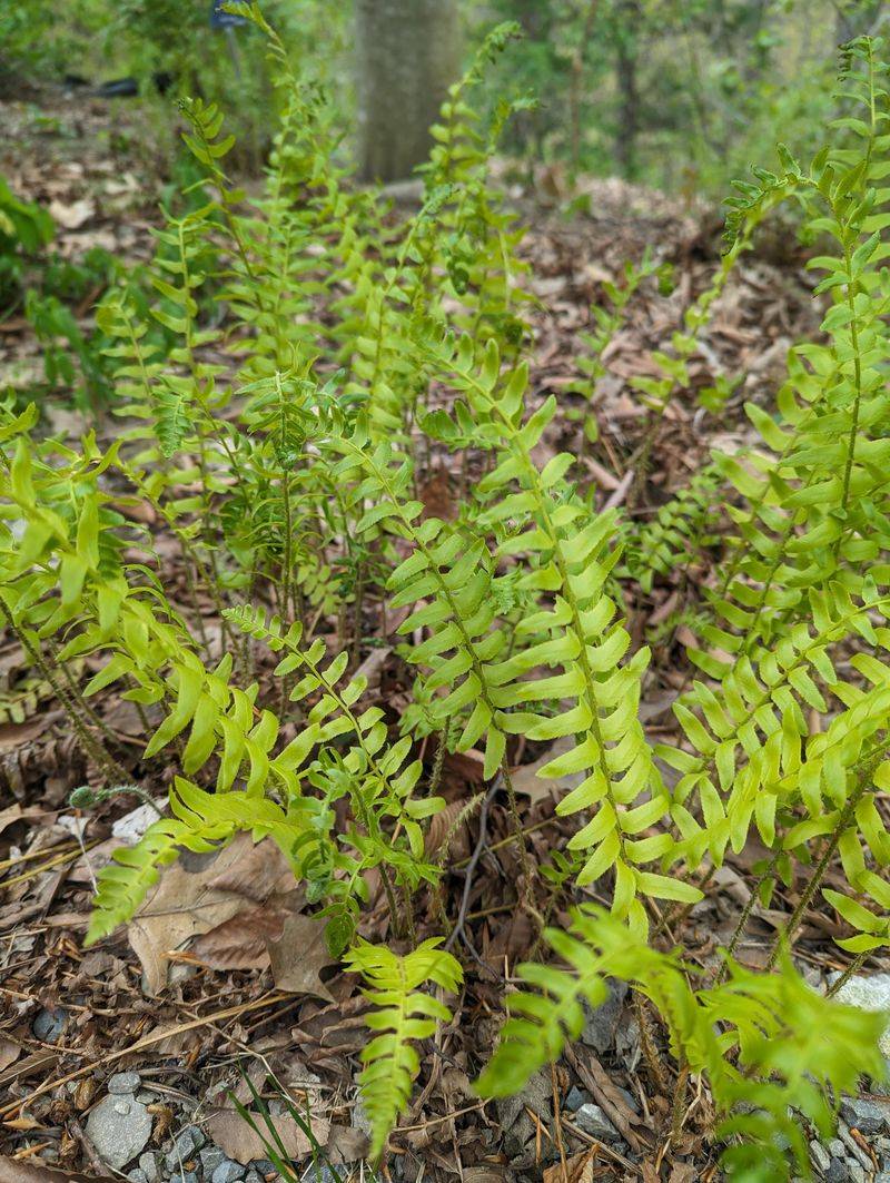 Placing Ferns In Low-Humidity Environments