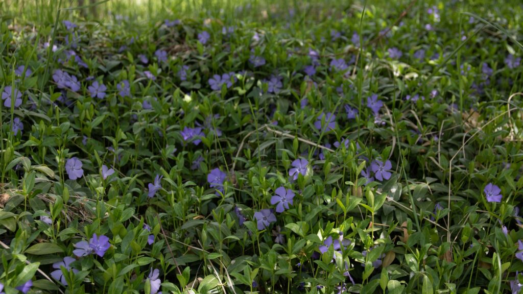 vinca minor on ground cover