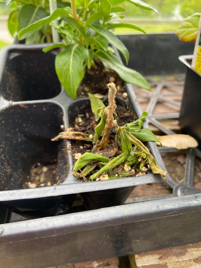 Transplanting Advice