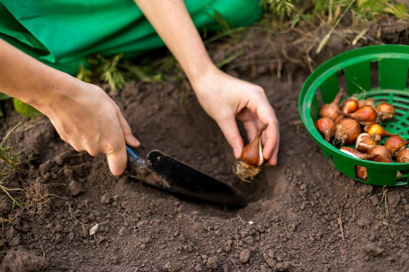 Planting flowers too deep