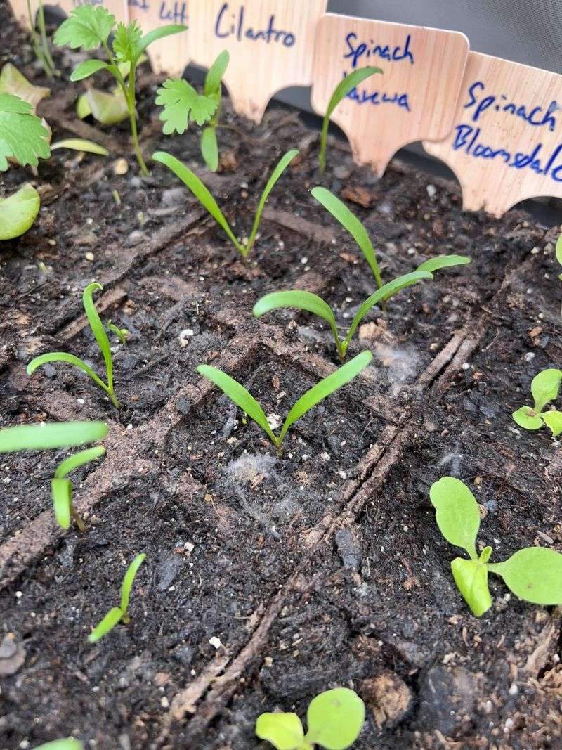 Not using seed-starting trays