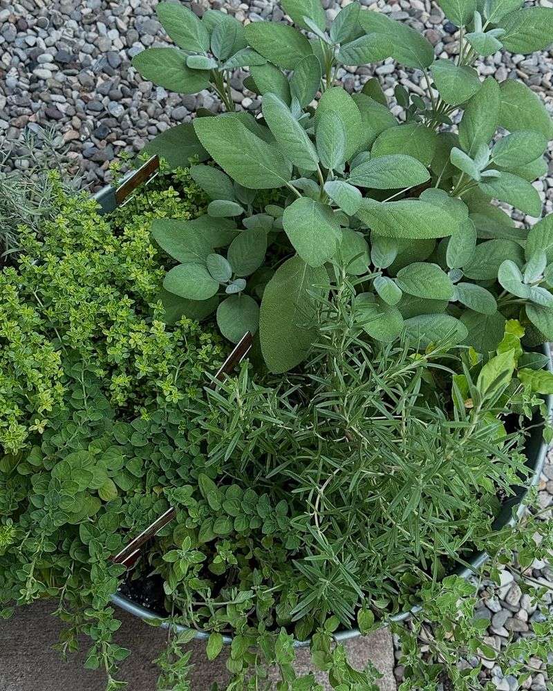 Overlooking Companion Planting