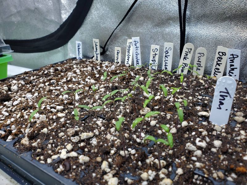 Not labeling seed trays