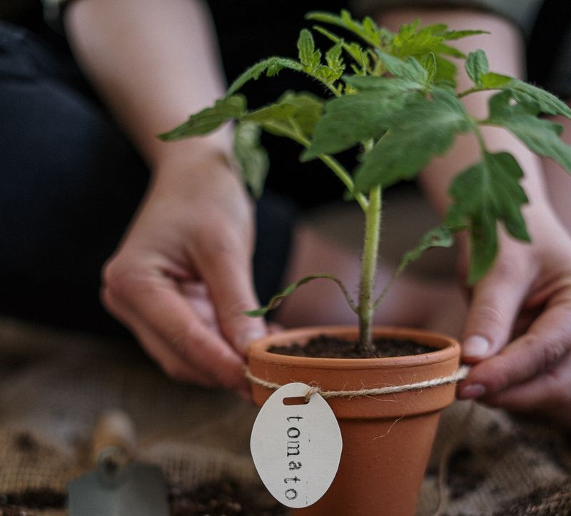 Not transplanting seedlings at the right time