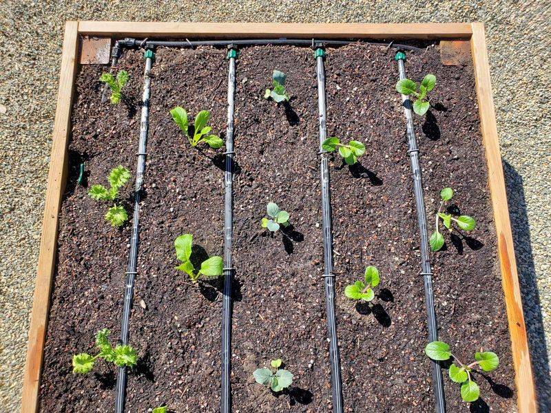 Install Drip Irrigation for Efficient Watering