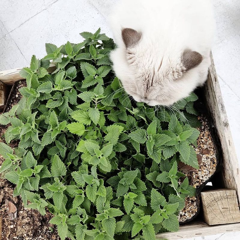 Catnip