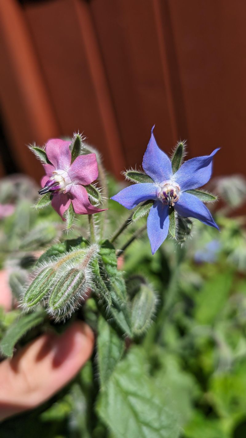 Borage