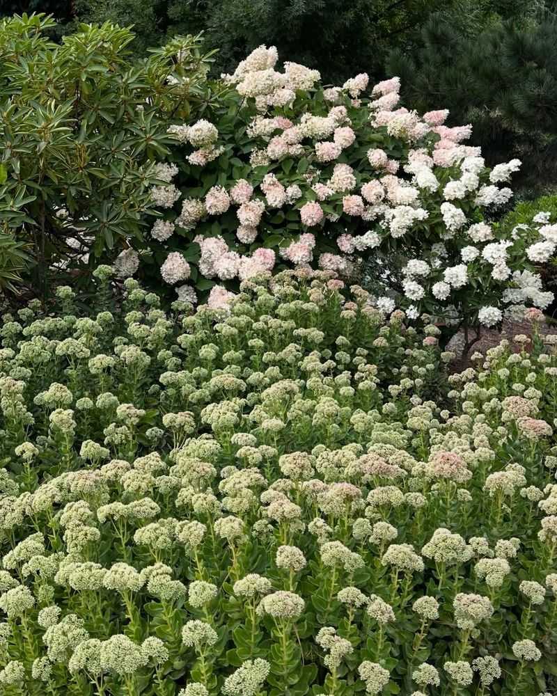 PeeGee Hydrangea