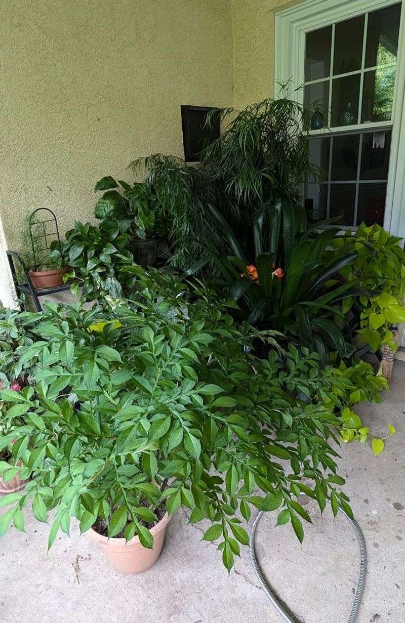 Drought-Tolerant Houseplants