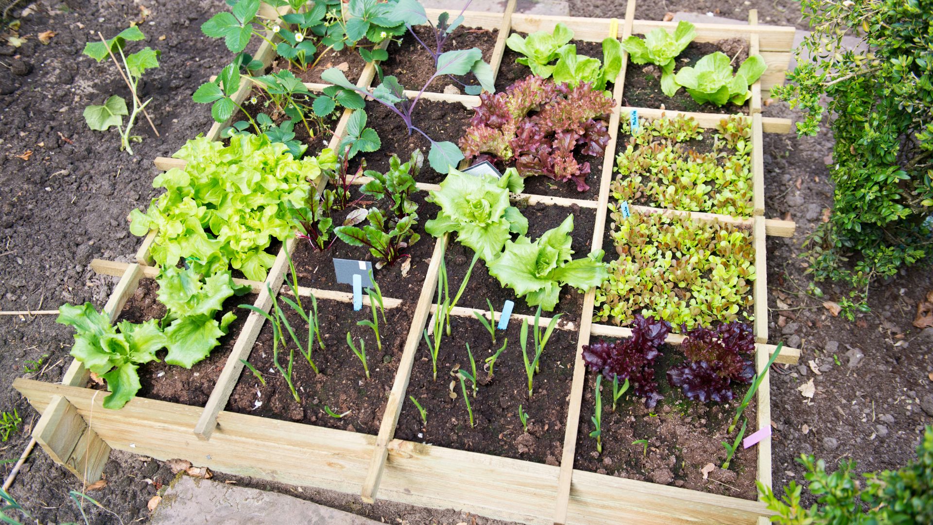Vegetable Garden