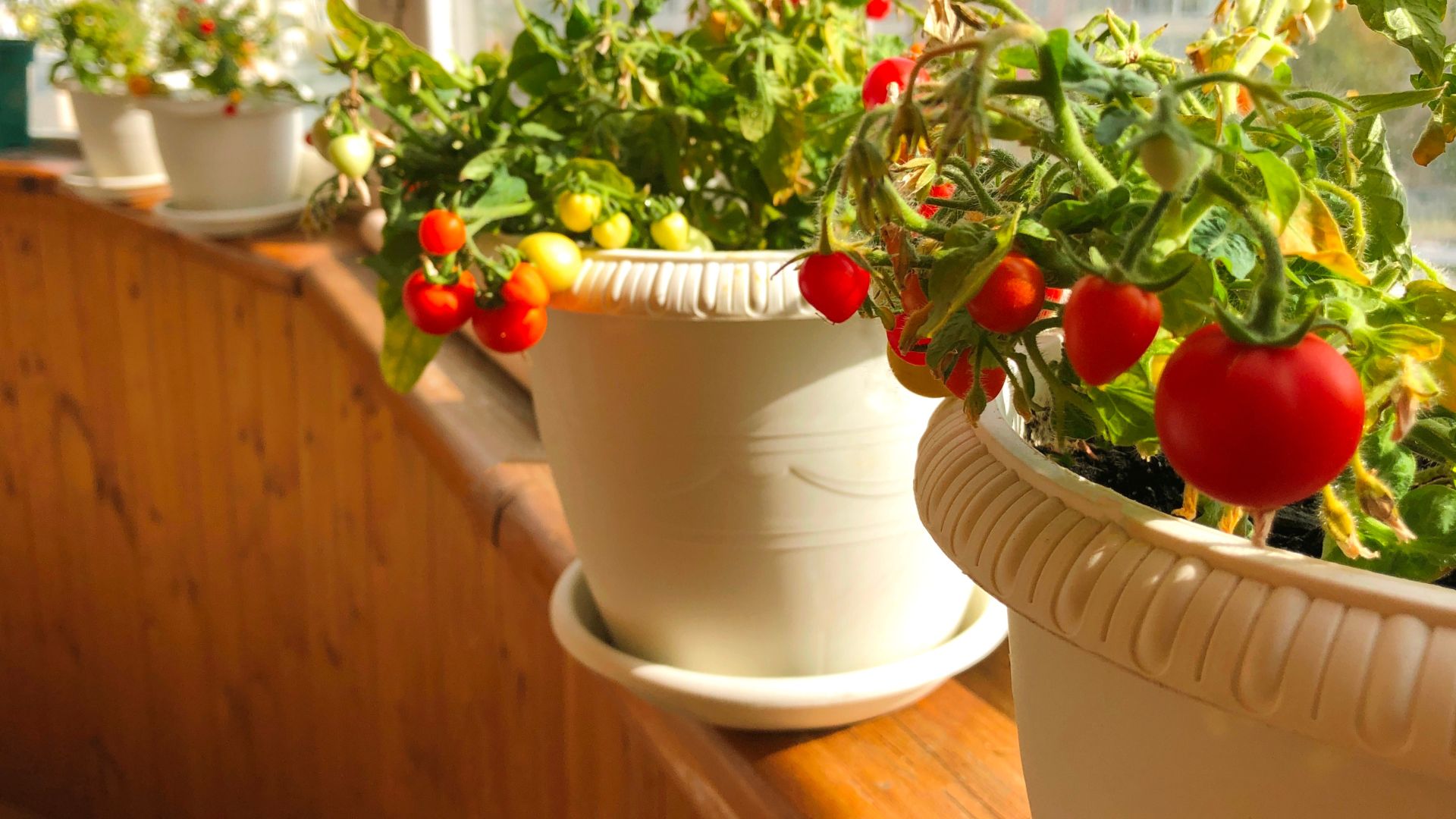 Balcony garden: ripe potted tomatoes on a balcony in a residential apartment building