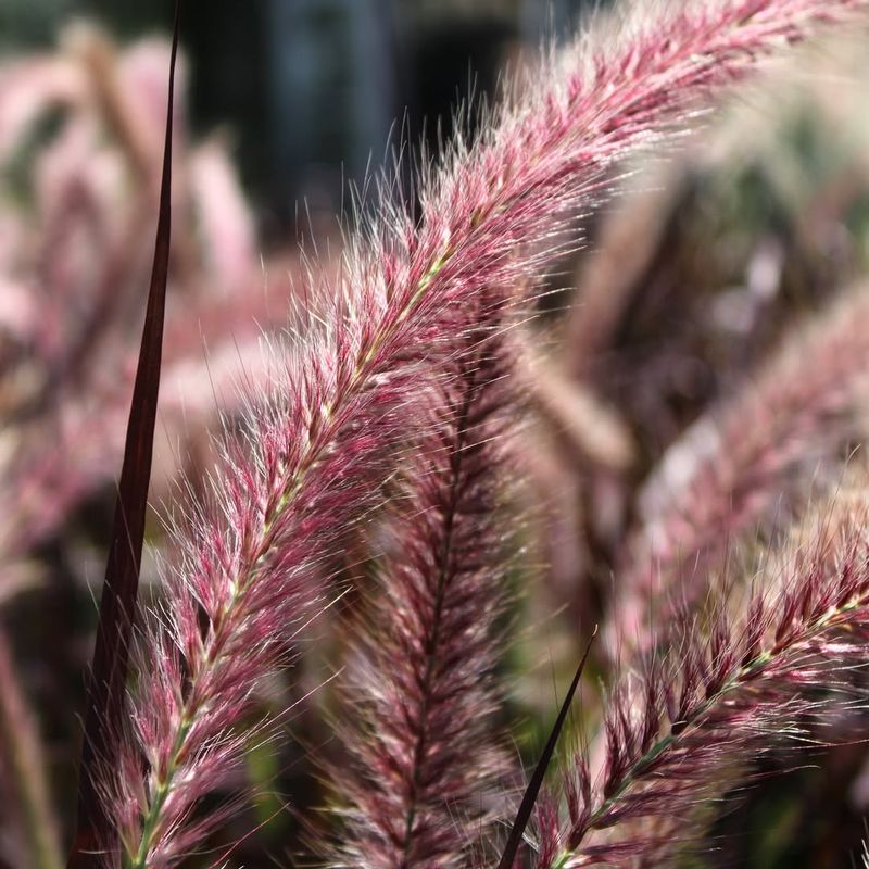 Purple Fountain Grass