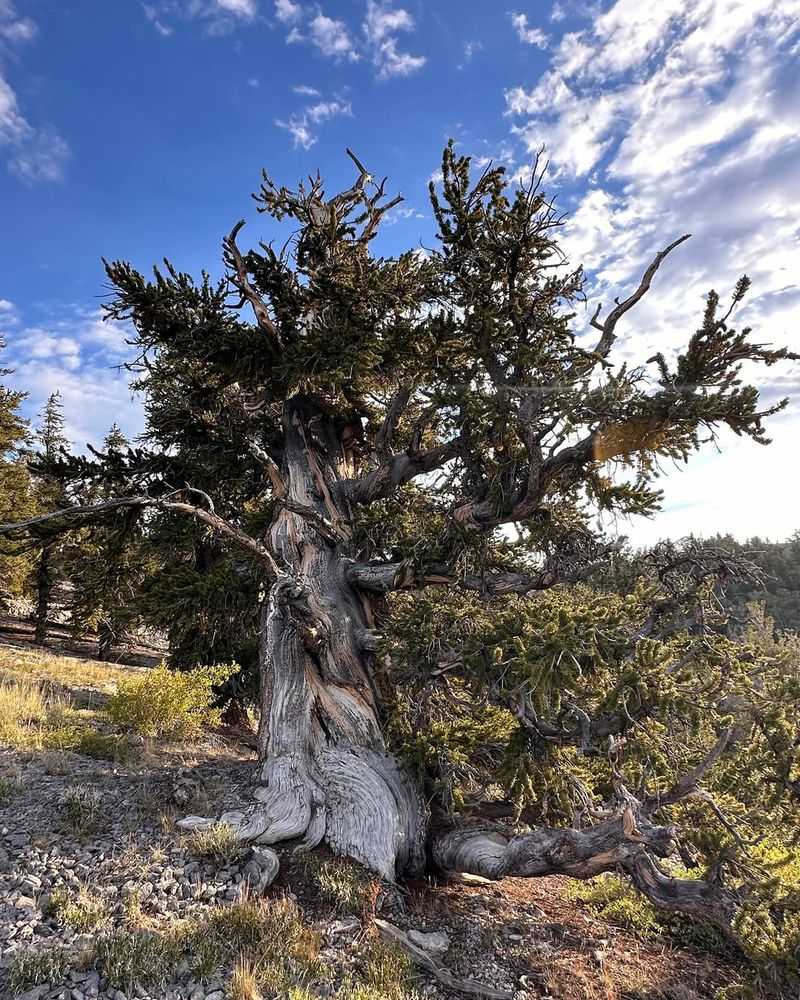 Bristlecone Pine