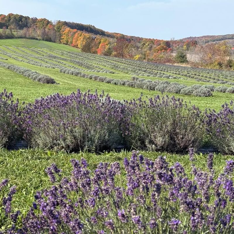 Super Blue Lavender