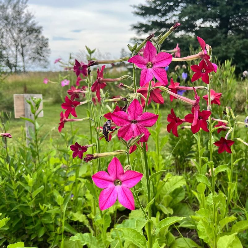 Nicotiana