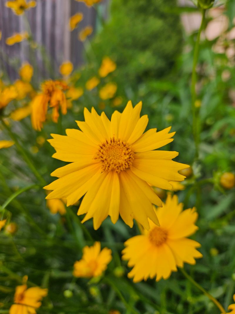 Coreopsis (Coreopsis spp.)