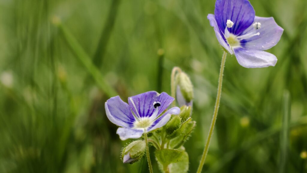 Veronica ‘Georgia Blue’