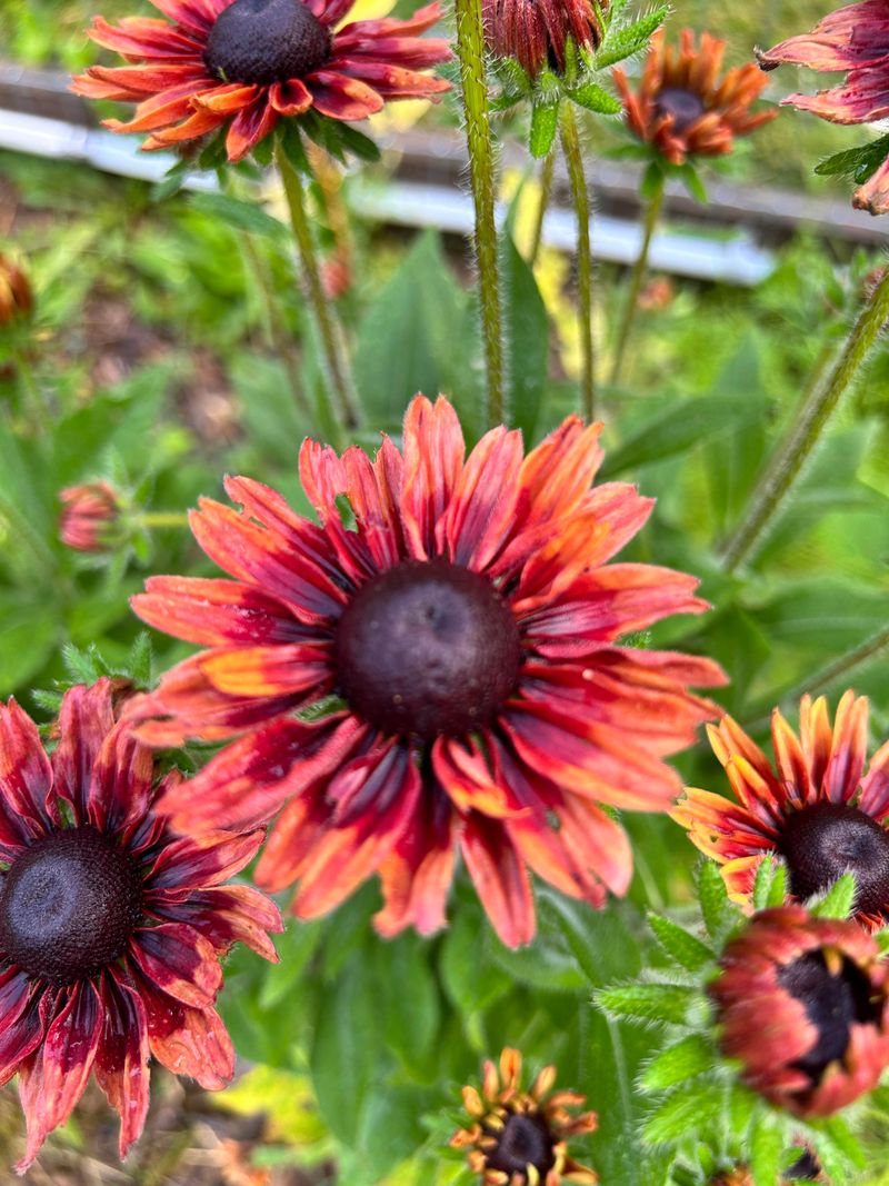 Rudbeckia